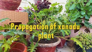 Unlock the magic of Xanadu plant propagationwatch and learn the unique way of planting [upl. by Levona]