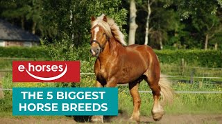 Top 5 Biggest Horse Breeds [upl. by Winchester]