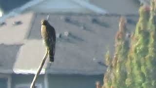 2024 RedShouldered Hawk is back Kent Wa 1336163 [upl. by Kurth]