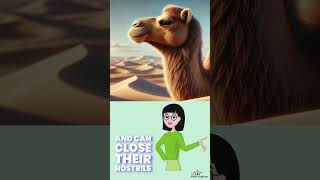 Fact about Camels [upl. by Cirde]