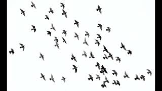 Birds Distant Wings Flapping Fluttering Sound Effect [upl. by Ednil]