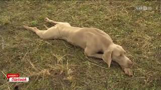 Vom Welpen zum Jagdhund ORF Daheim in Österreich [upl. by Atnahsal756]