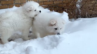 Samoyed Puppies 🐶 Seeing Snow For First Time [upl. by Bonne]