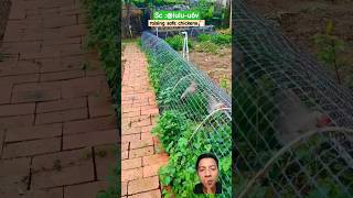 keeping chickens chicken satisfying reaction remix shortfeed fyp keepingchickens animals [upl. by Bandur]