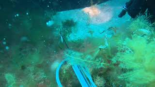 Spearfishing Baldchin Groper  Jurien bay [upl. by Flanders]