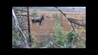 Portland Creek Hunting and Fishing [upl. by Anselmi894]