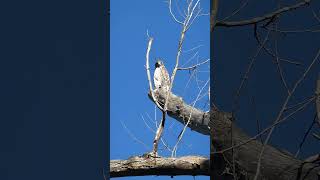 The redtailed hawk loves my backyard [upl. by Janik]