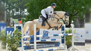 Palomino show jumping prospect for sale in Germany BWP gelding 2019 by Mc Jonnas  Grandeur [upl. by Adalie346]