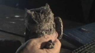 Western Screech Owl [upl. by Leake]