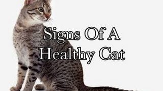 What Are The Signs Of A Healthy Cat [upl. by Gnilrets]