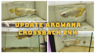 REVIEW AROWANA CROSSBACK 24k [upl. by Sakiv]