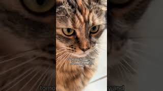 Cat calendar shortsvideo cat pets cuteanimal catlover youtubeshorts shortssubscribeyoutuber [upl. by Yddeg]