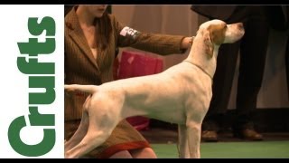 Crufts 2012  Pointer Best of Breed [upl. by Anemix]