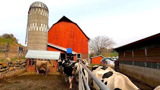 A Wild Morning On A Dairy Farm They Got Out [upl. by Balac]