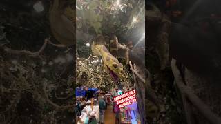 Rainforest Cafe Animatronics  Nashville TN [upl. by Digdirb]