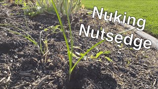 Nuking Nutsedge with Sedgehammer [upl. by Tocci478]