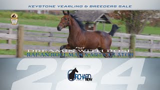 Rap An Roll Man filly  Keystone Yearling amp Breeders Sale Lot 224 [upl. by Dicky]