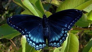 Tips on Finding Red Spotted Purple Hibernating Caterpillars [upl. by Harpp835]