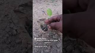 Fertilizing eggplantagriculturefarminggardeningshortssoilprotectionorganicfarmingvlog [upl. by Uht]