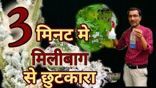 मिनटों मे पाएं मीलीबग से छुटकारा  Mealybug Control in Plants instantly [upl. by Nnalorac]