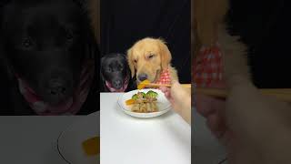 Today We Got To Eat A New Dish With A Strange Shape Labrador and Golden Cute Pet Debut Plan [upl. by Nosnorb]