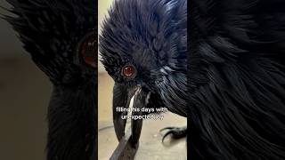 A crow that learns to purr like a cat animals love shorts [upl. by Landel]