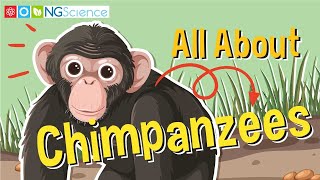 All About Chimpanzees [upl. by Dragelin628]