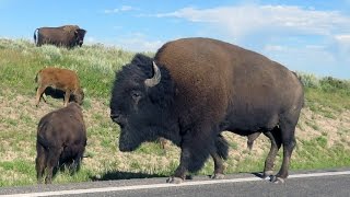 The Other Face of Yellowstone [upl. by Helen209]