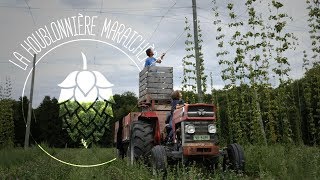 La culture du houblon  la Houblonnière Maraichère [upl. by Anirac]