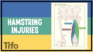 What actually are hamstring injuries [upl. by Kashden724]