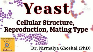 Yeast Structure Mode of Reproduction Mating Type Switching yeast [upl. by Dorthy]