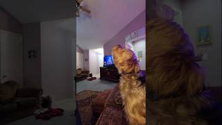 Chewy howls at harmonica wait for it funnydogs [upl. by Gault475]