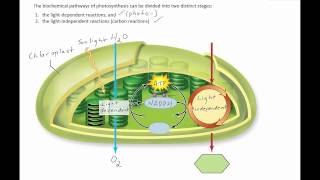 Stages of photosynthesis [upl. by Ahtabbat]