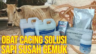 Pentingnya Obat Cacing Sapi Solusi Susah Gemuk [upl. by Lea192]