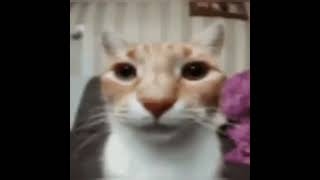 cat stares at you with spongebob music playing in the background for 21 minutes and 18 seconds [upl. by Hewet]