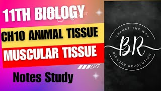 WHAT IS MUSCULAR TISSUE Animal TissueClass 11th [upl. by Ripleigh829]