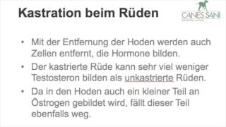 Rüde kastrieren  Was passiert bei der Kastration des Rüden genau [upl. by Aihseit759]