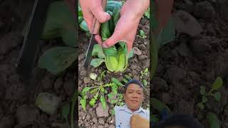 Fresh Spinach Green farming farmer agriculture [upl. by Branca]