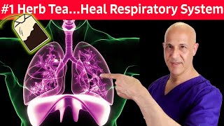 1 Respiratory Herb TeaFor Colds Coughs Mucus Congestion Difficulty Breathing  Dr Mandell [upl. by Morril148]