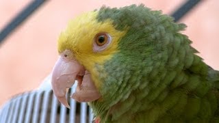 Cotorro Hablador Loro Cabeza Amarilla Talking Mexican Parrot [upl. by Resee]