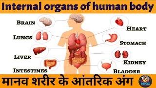 internal organs of human body  internal organs drawing internal organs name external organs body [upl. by Nylevol]