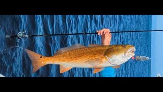 Best Redfish lure 2024 in Florida near Steinhatchee amp Fish hook in the finger [upl. by Drida692]