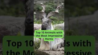 Top 10 Animals with the Most Impressive Horns [upl. by Saraann]