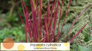 Ornamental Grasses  featuring Japanese Blood Grass Dwarf Fountain Grass amp More [upl. by Filipe793]