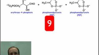 Introduction to the Shikimate Pathway [upl. by Yemaj]