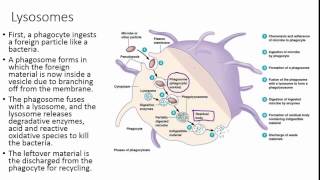 Peroxisomes and Lysosomes Intracellular Defense [upl. by Allemahs]