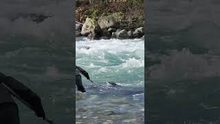 Its not easy to put a really big salmon in a net I ❤️ salmon fishing Vedder river Canada 🇨🇦 20 [upl. by Ysac]