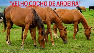 VELHO COCHO DE AROEIRA  Ivan Souza amp Júlio César [upl. by Einahpets]