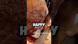 HORSE Got BITTEN BY A Snake  horse animals hoof [upl. by Eiramnerual]