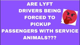 ARE LYFT DRIVERS BEING FORCED TO PICKUP PASSENGERS WITH SERVICE ANIMALS lyft uber lyftexpress [upl. by Latonia]